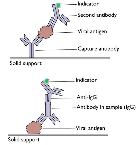 elisa test od|elisa antigen testing.